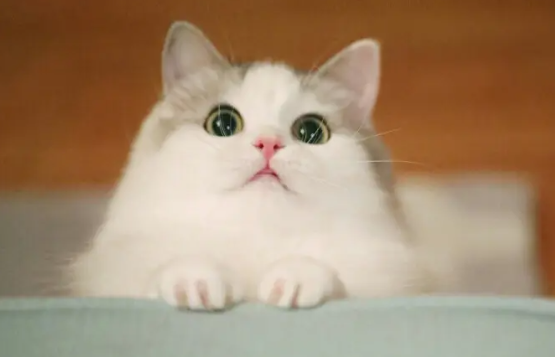 猫的心情与动作的联系 猫的心情与动作的联系