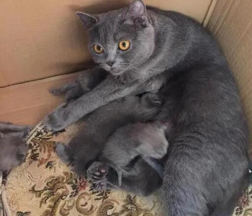 猫咪难产多久就危险了 猫咪难产多久就危险了