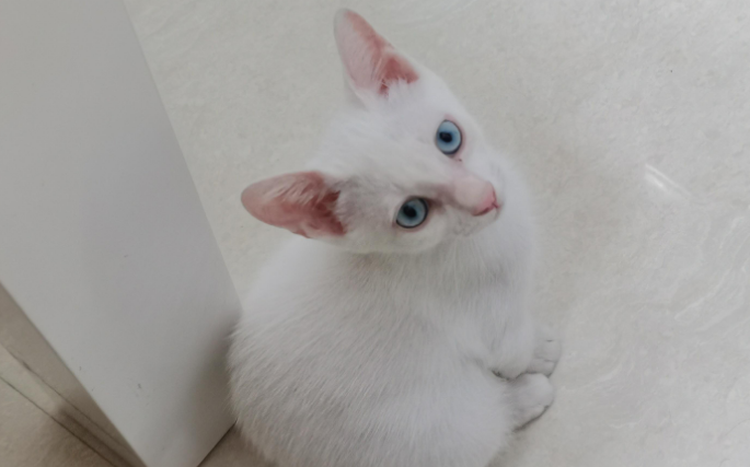 怎么判断猫蓝膜退完了