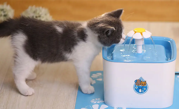 猫咪为什么会故意掀翻水盆呢 猫咪为什么会故意掀翻水盆呢