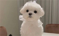 如何使用零食来训练狗？来看看吧