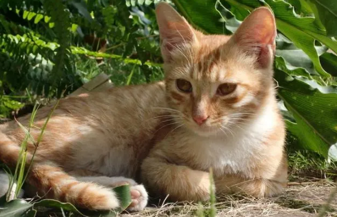 猫咪为什么老扒猫粮袋