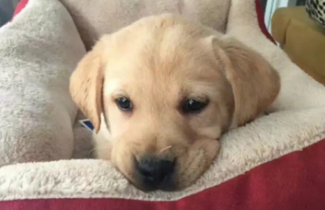 拉布拉多犬小时候长什么样子的 拉布拉多犬小时候长什么样子的
