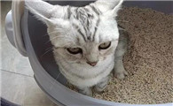 猫咪大便失禁在家掉屎