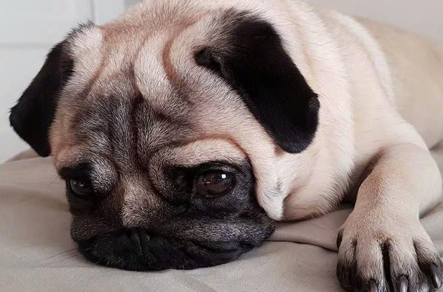 狗狗为什么深夜哭了