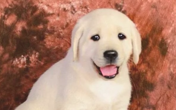 我来告诉你,拉布拉多幼犬怎样饲养? 我来告诉你,拉布拉多幼犬怎样饲养?