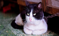 夏天要给猫咪开空调吗