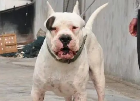 萌宠小知识:杜高犬如何喂养? 萌宠小知识:杜高犬如何喂养?