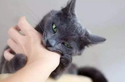 猫咪养不熟很凶还咬人怎么办 猫咪养不熟很凶还咬人怎么办