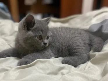 母蓝猫喜欢什么颜色的猫 母蓝猫喜欢什么颜色的猫