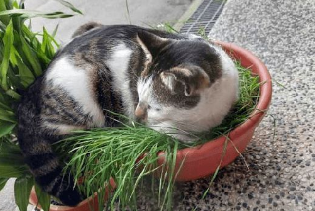 主人辛苦种的盆栽，被猫咪都压倒了，猫：有什么意见吗？