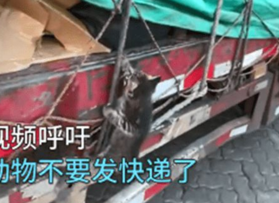 司机货运途中听到猫叫,下车检查愣住了:我滴个乖乖 司机货运途中听到猫叫,下车检查愣住了:我滴个乖乖