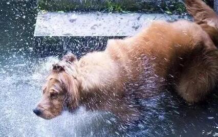 为什么狗狗下雨不愿意待在窝里睡觉