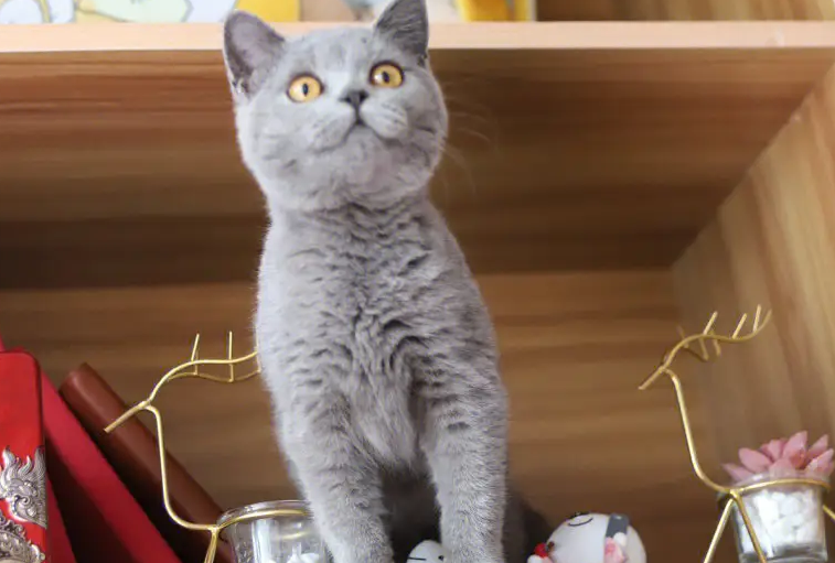 英短蓝猫多大算成年猫,看过来! 英短蓝猫多大算成年猫,看过来!