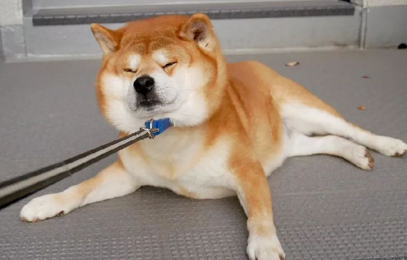 三个月的小柴犬如何训练