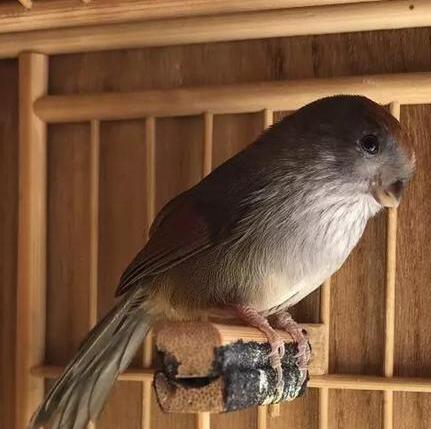 食物诱捕黄豆鸟视频 食物诱捕黄豆鸟视频