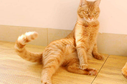 猫躺着拍打尾巴什么意思