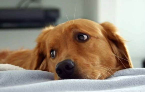 狗狗为什么不敢直视你