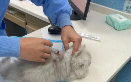不建议猫打疫苗 不建议猫打疫苗