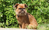 被布鲁塞尔格里芬犬咬伤怎么处理?快来看看吧