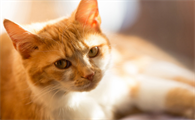 猫怀孕了它自己知道吗