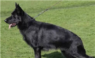 纯黑色东德牧羊犬价格