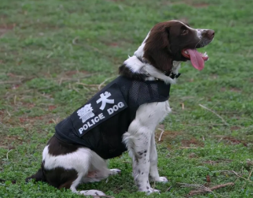 史宾格犬吃什么狗粮好，这里有答案