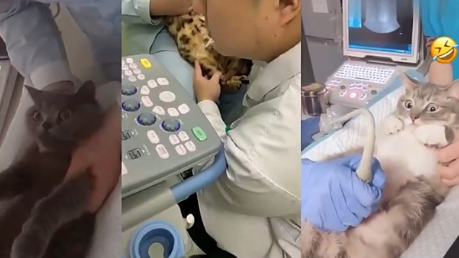猫咪做b超要剃毛吗
