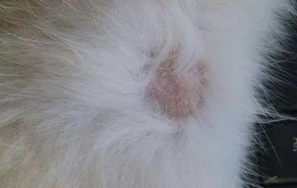 克肤猫咪是什么意思 克肤猫咪是什么意思