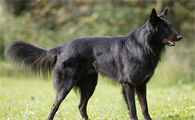 如何训练比利时特伏丹犬找球？亲近它从“球”开始