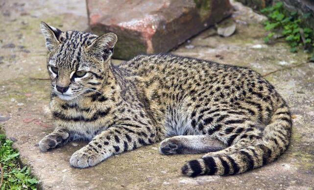 野生豹猫市场价多少 真实图片 野生豹猫市场价多少 真实图片