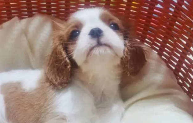 查理王小猎犬多重