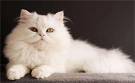 长毛猫造型价格
