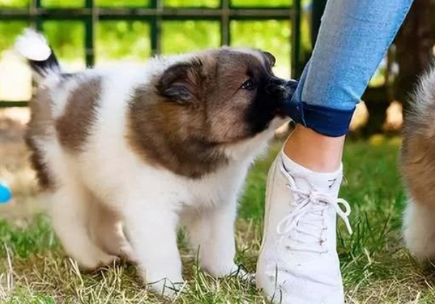 狗狗为什么不会啃脚呢