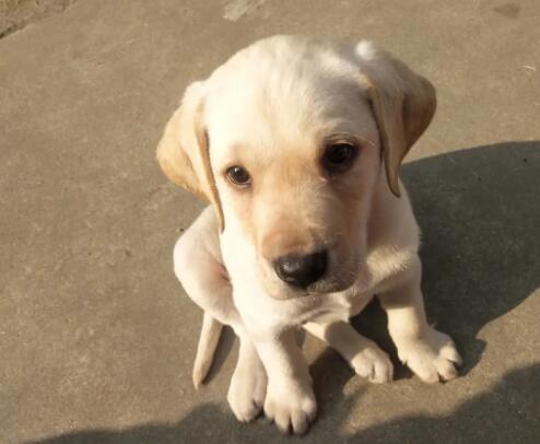拉布拉多幼犬值多少钱? 拉布拉多幼犬值多少钱?