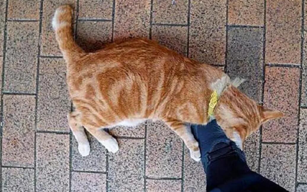 猫为什么喜欢抱着人腿咬
