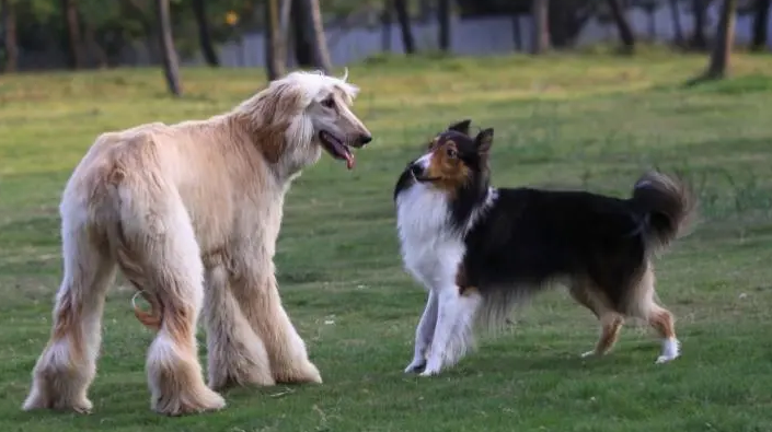 养一只阿富汗猎犬得花多少钱 养一只阿富汗猎犬得花多少钱