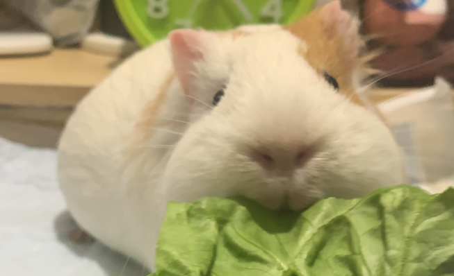 荷兰猪吃了白菜真的会死吗 荷兰猪吃了白菜真的会死吗