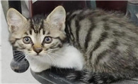 狸花猫为什么越来越瘦?原因很简单