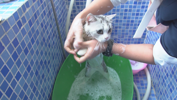 猫猫狗狗为什么洗澡老拉稀呢