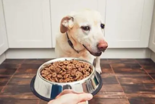 狗狗为什么吃钙片就能好些