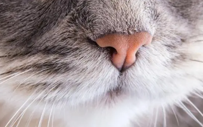 猫咪鼻子突然湿润是为什么原因 猫咪鼻子突然湿润是为什么原因