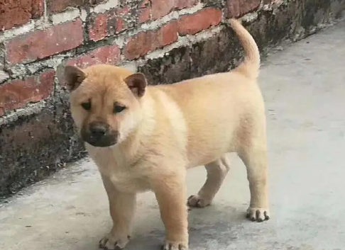 广西土狗苗多少钱一只 广西土狗苗多少钱一只