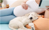 孕妇为什么不让养狗狗
