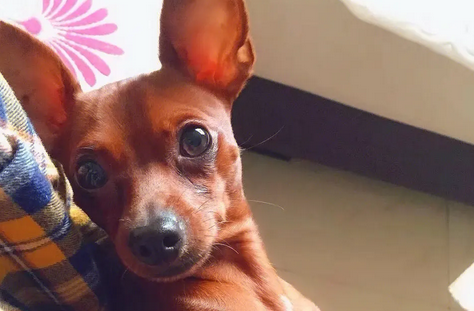 今日分析:小鹿犬生产前的征兆有哪些 今日分析:小鹿犬生产前的征兆有哪些