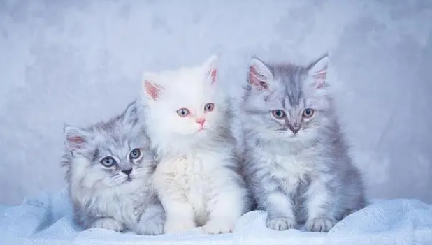 兄妹猫可以生小猫吗