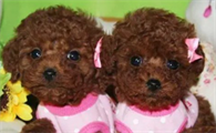 红贵宾犬的毛发美容怎么保养?来看看吧