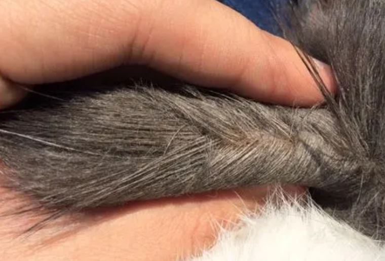 猫咪尾巴毛囊炎
