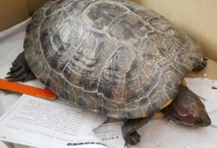 乌龟快死的七大征兆