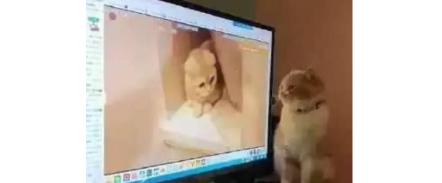 主人正在看猫片，被橘猫抓了个正着，下一秒它的反应让主人尴尬 
